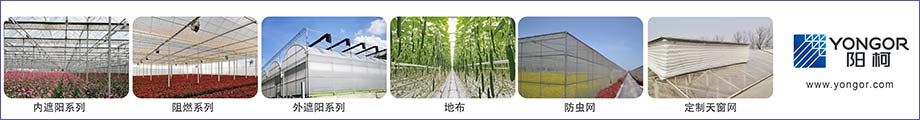 陽柯