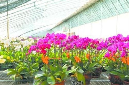 今年一季度：貴州花卉出口創(chuàng)收近20萬元