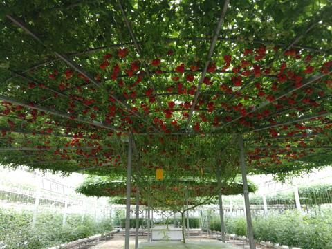 “吉尼斯”蔬菜成壽光菜博會風(fēng)景