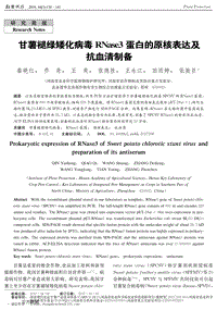 甘薯褪綠矮化病毒RNaSe3蛋白的原核表達(dá)及抗血清制備.pdf