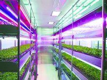 植物工廠.jpg