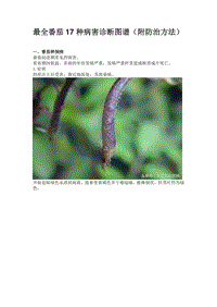 最全番茄17種病害診斷圖譜（附防治方法）