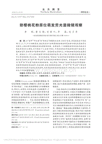 甜櫻桃花粉原位萌發(fā)熒光顯微鏡觀察
