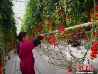 海升集團(tuán)平?jīng)龌?工作人員打理番茄 崔琳攝.jpg