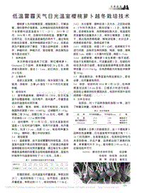 低溫霧霾天氣日光溫室櫻桃蘿卜越冬栽培技術