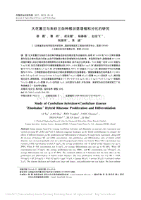 大花蕙蘭與朱砂蘭雜種根狀莖增殖和分化的研究