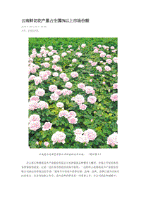 云南鮮切花產(chǎn)量占全國75%以上市場份額
