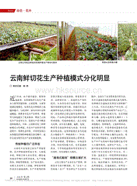 云南鮮切花生產(chǎn)種植模式分化明顯