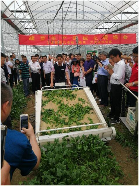 鎮(zhèn)江農(nóng)機(jī)站葉菜收獲機(jī)