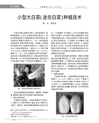 小型大白菜“迷你白菜”種植技術(shù)