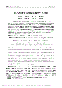 陜西楊凌番茄褪綠病毒的分子檢測(cè)_王志榮.pdf