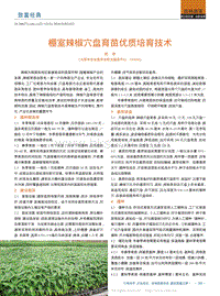 棚室辣椒穴盤育苗優(yōu)質(zhì)培育技術(shù)_劉華.pdf