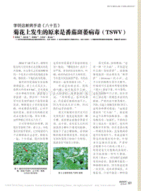 李明遠(yuǎn)斷病手跡（八十五） 菊花上發(fā)生的原來是番茄斑萎病毒（TSWV）.pdf