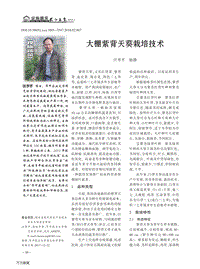 大棚紫背天葵栽培技術(shù).pdf