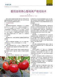 番茄連續(xù)摘心整枝高產(chǎn)栽培技術(shù)