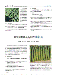 越冬密刺黃瓜新品種綠星49