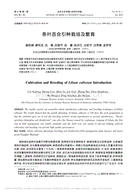 條葉百合引種栽培及繁育