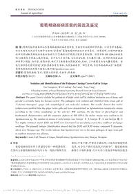 葡萄根癌病病原菌的篩選及鑒定