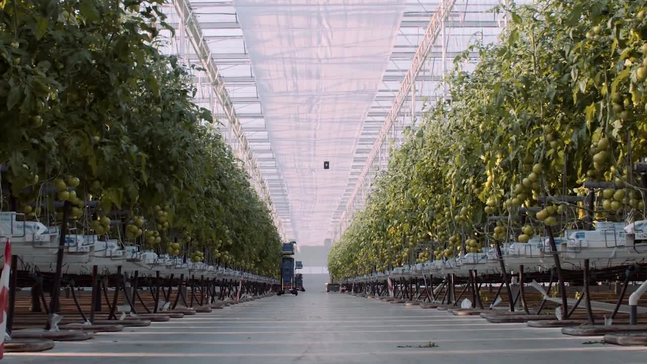 TomSystem · The most efficient tying system in the world.mp4