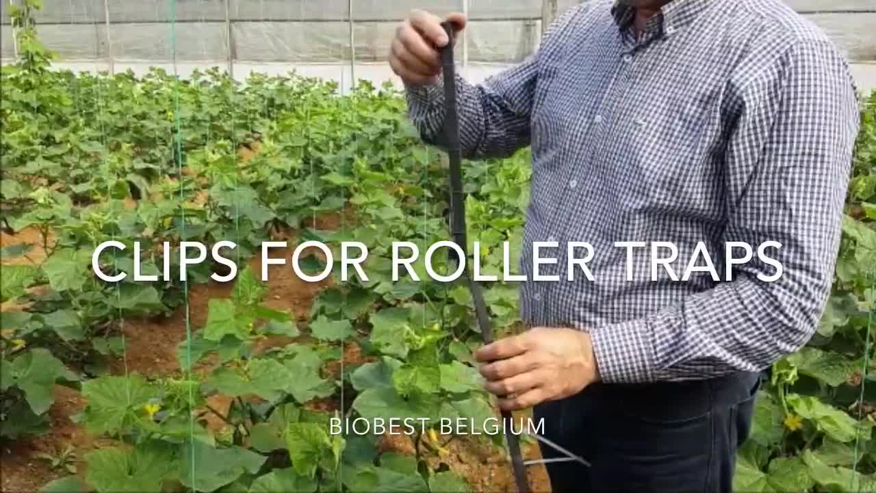 How to use clips for roller traps from Biobest.mp4