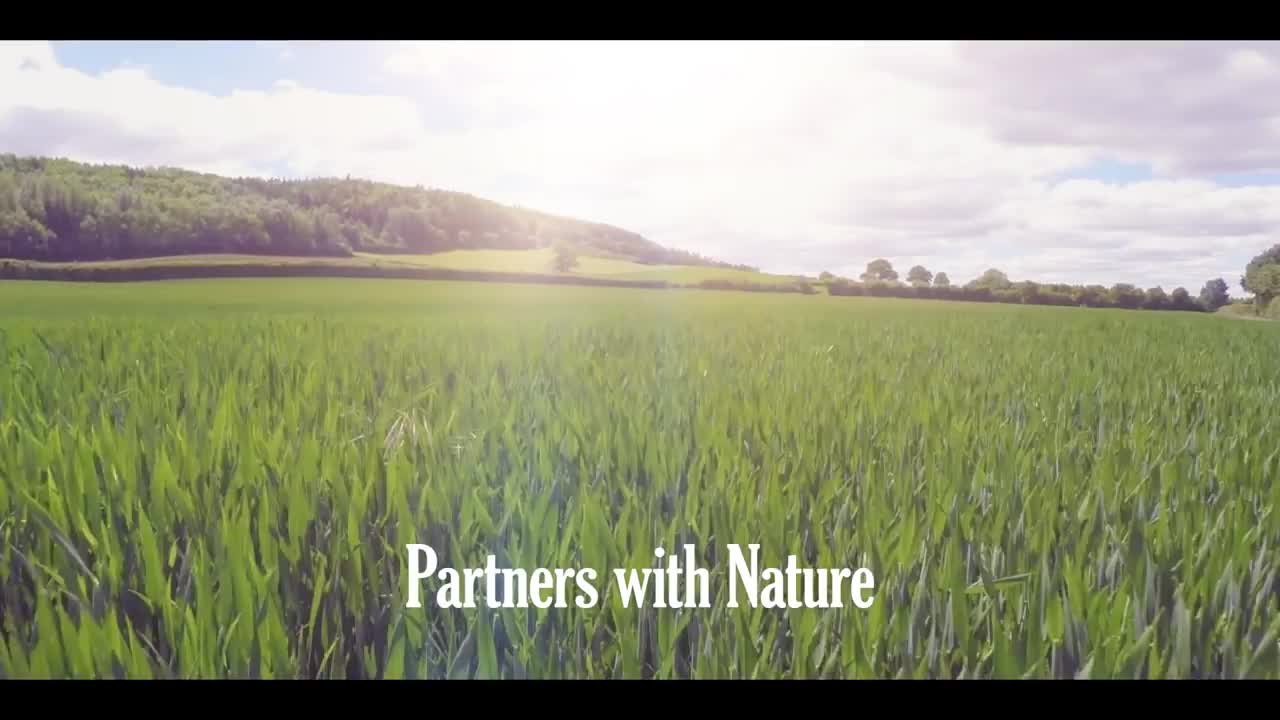 Strawberry pollination with Natupol bumblebees - S&A Produce.mp4