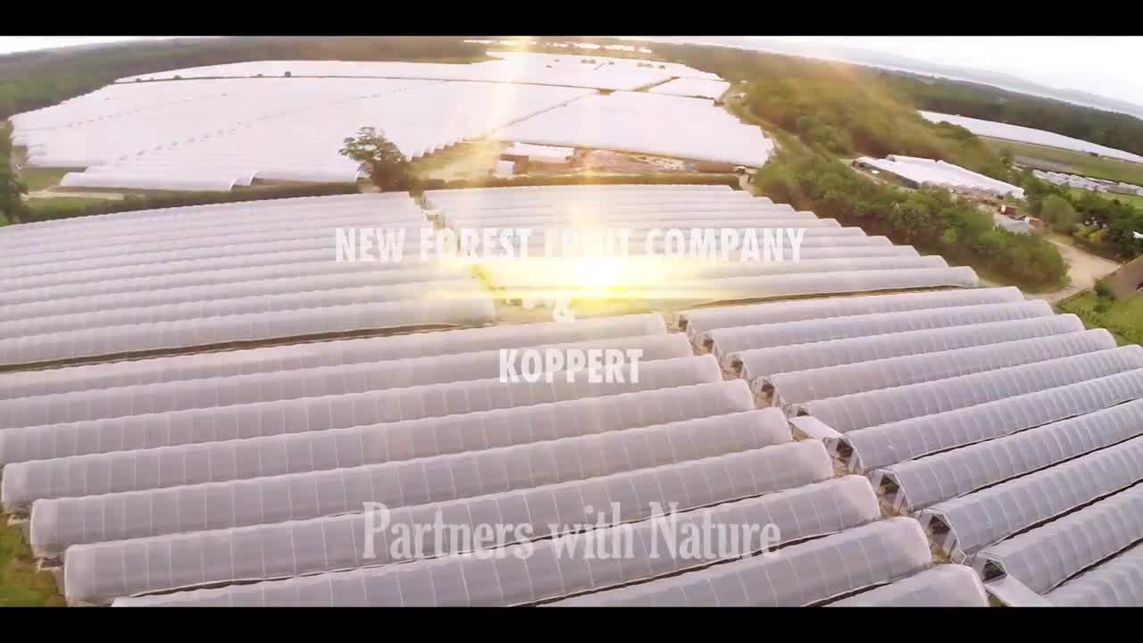 Strawberry pollination with Koppert bumblebees - NFFC.mp4