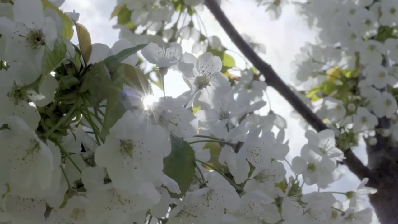 Cherry pollination with bumblebees - Tripol.mp4