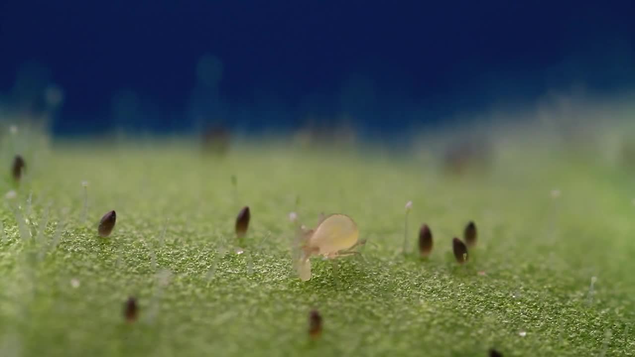 Limonica on whitefly.mp4