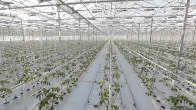 Tomsystem México · atadora de cultivo protegido.mp4