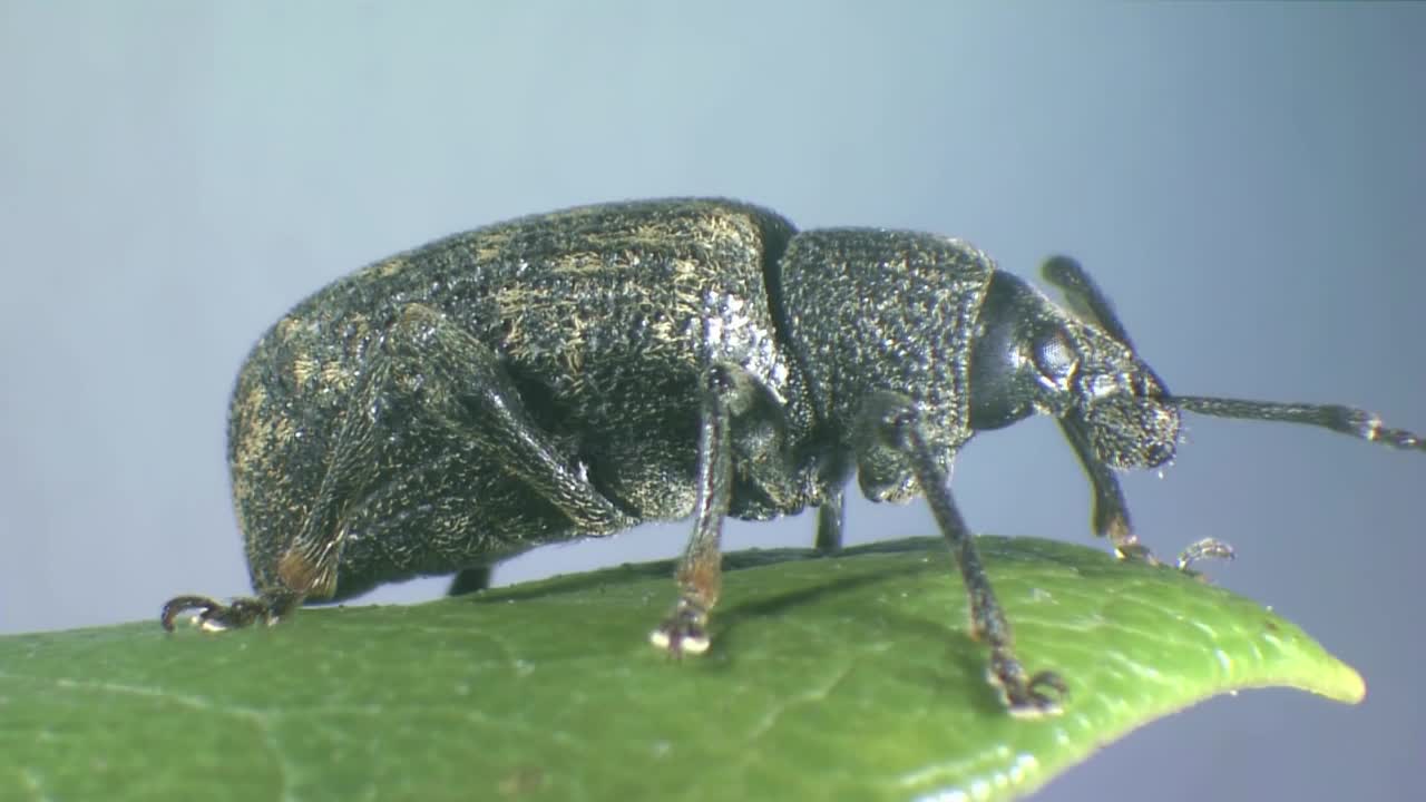 Life cycle of black vine weevil.mp4