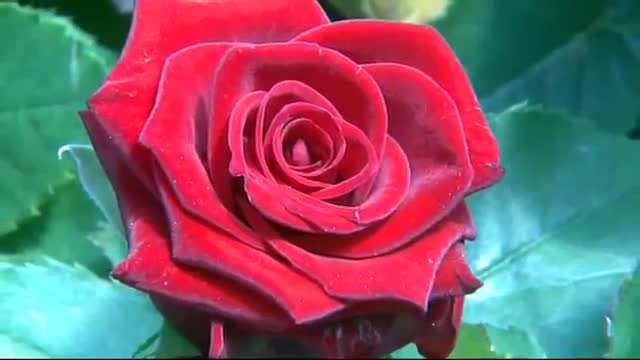 Berg Hortimotive trolley for roses.wmv.mp4