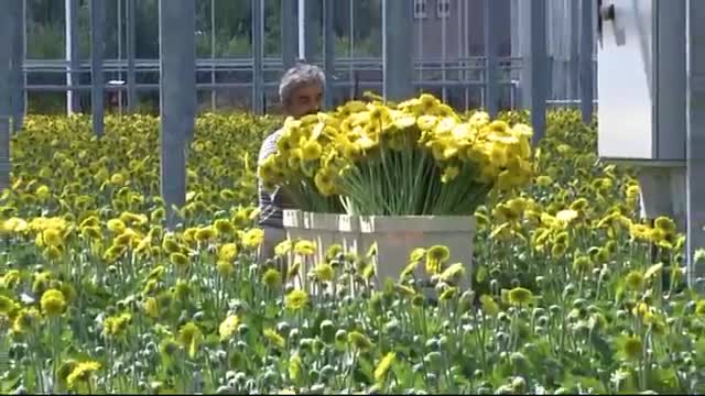 Berg Product B-Transporttrolley Gerbera.wmv.mp4
