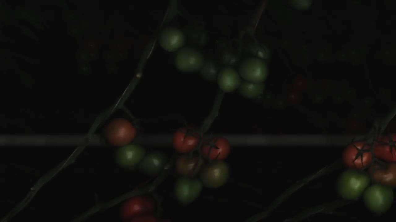 Plantalyzer.mp4