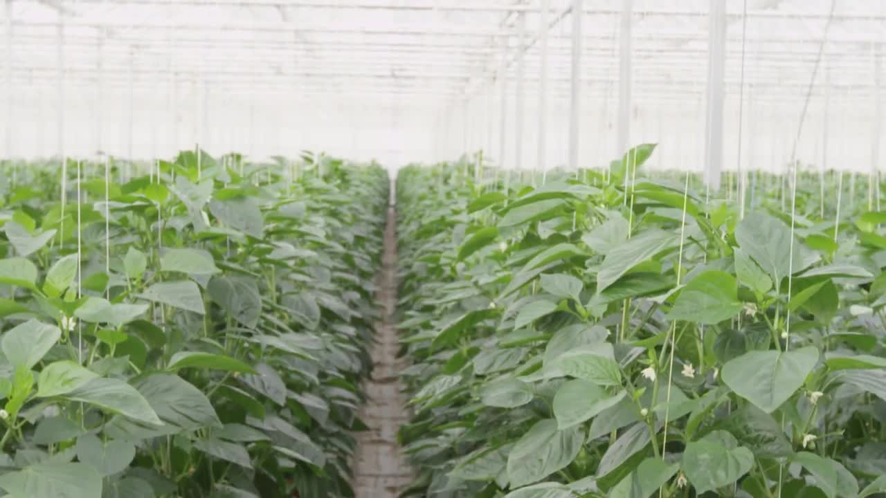 Berg Hortimotive Duijnisveld Paprika.mp4