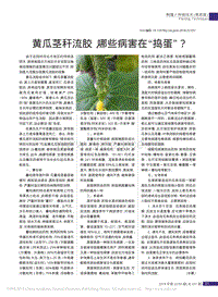 黃瓜莖稈流膠 哪些病害在"搗蛋"?