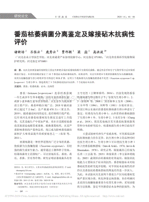 番茄枯萎病菌分離鑒定及嫁接砧木抗病性評價.pdf