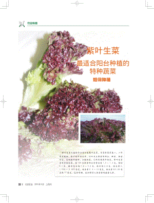 紫葉生菜最適合陽臺種植的特種蔬菜如何種植.pdf