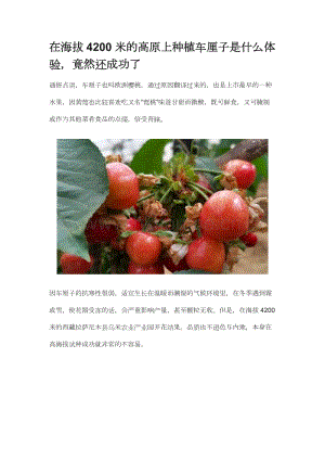 在海拔4200米的高原上種植車厘子是什么體驗竟然還成功了 .doc