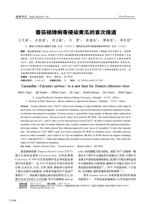 番茄褪綠病毒侵染黃瓜的首次報道.pdf