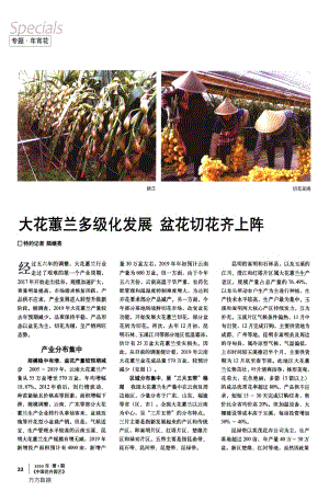 大花蕙蘭多級(jí)化發(fā)展盆花切花齊上陣.pdf