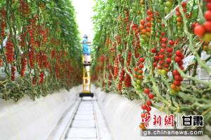 張掖海升現(xiàn)代智能溫室