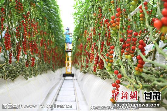 張掖海升現(xiàn)代智能溫室