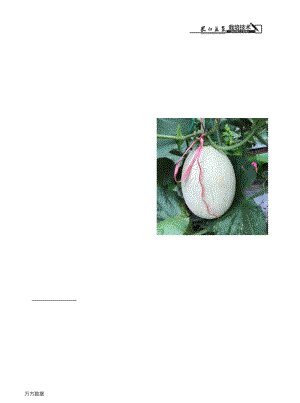 武漢地區(qū)早春大棚網(wǎng)紋甜瓜栽培技術(shù).pdf
