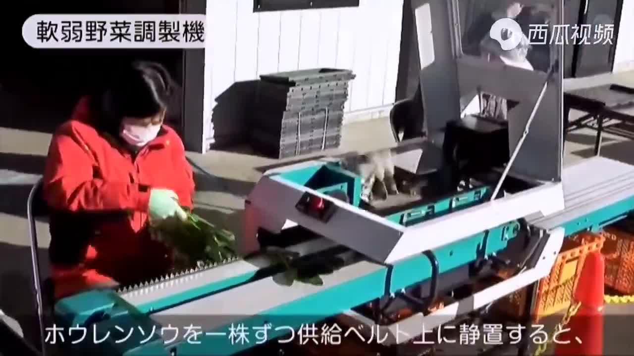 看日本如何機(jī)械化采收、清凈、包裝菠菜值得借鑒.mp4