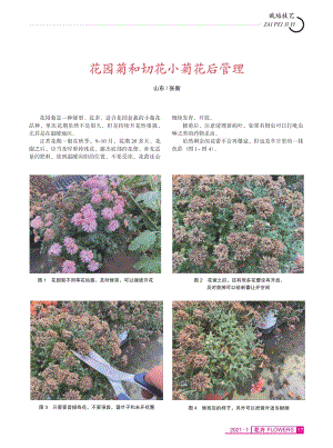 花園菊和切花小菊花后管理.pdf