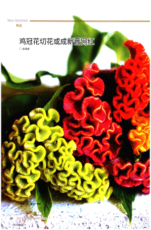 雞冠花切花或成新晉網紅.pdf