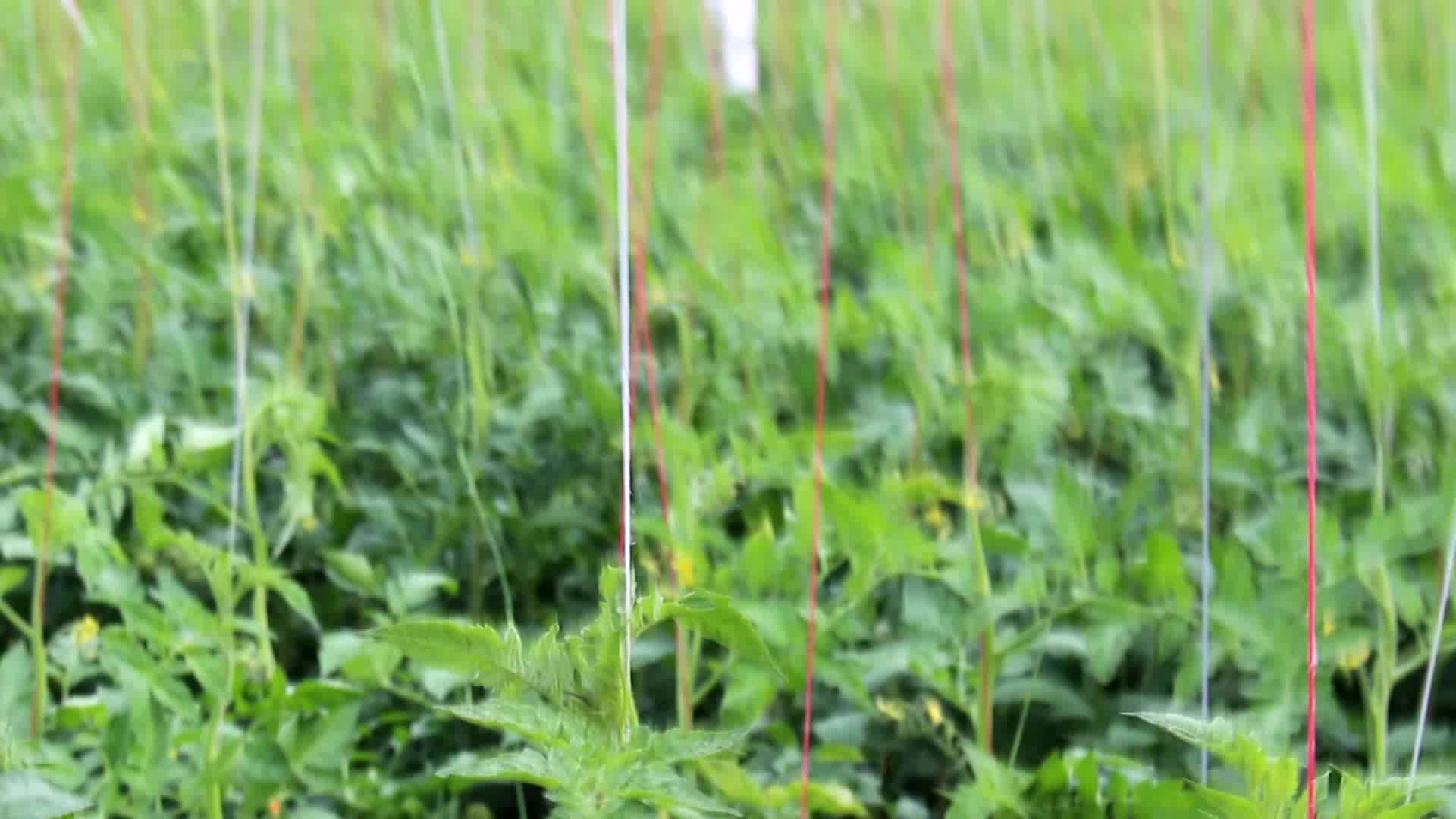 工廠化生產(chǎn)番茄落秧操作.wmv