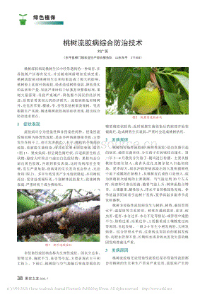 2020-桃樹流膠病綜合防治技術(shù)_劉廣英.pdf