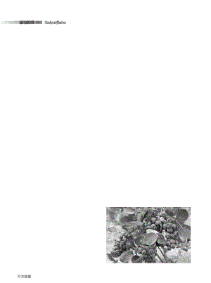 遼東地區(qū)日光溫室藍(lán)莓促早高效栽培關(guān)鍵技術(shù).pdf