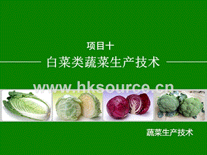蔬菜生產(chǎn)技術(shù)（北方本）課件 10.2結(jié)球甘藍(lán)生產(chǎn)技術(shù).ppt